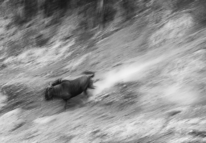 African Wildlife In Black And White African Wildlife In Black And White