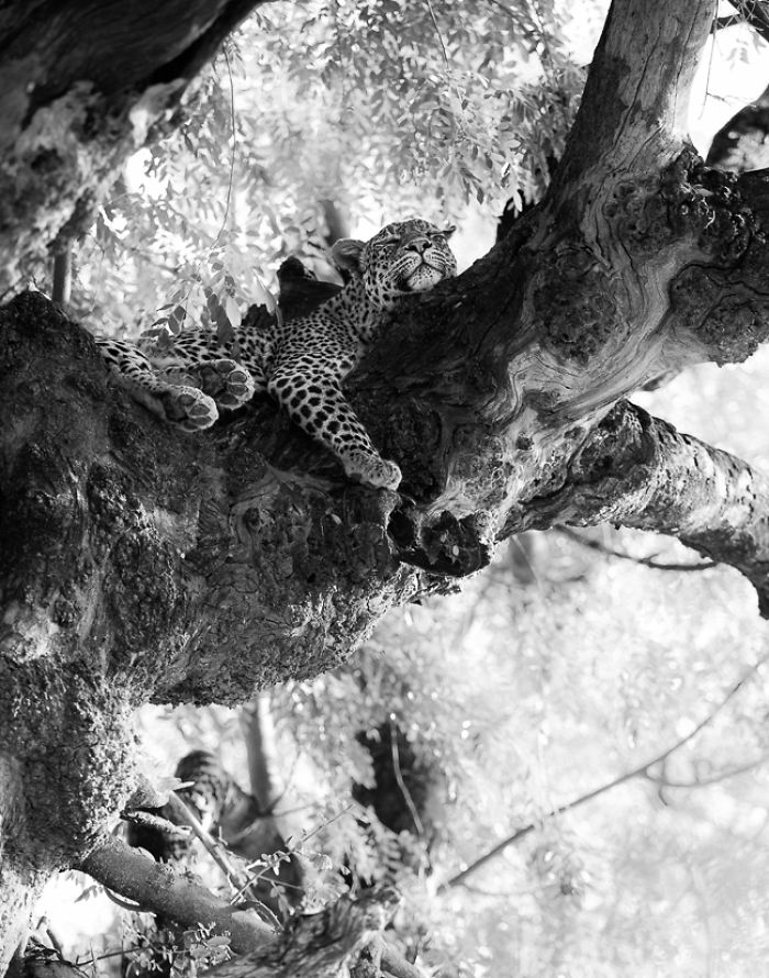 African Wildlife In Black And White