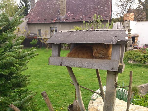 Waiting For A Snack In Disguise