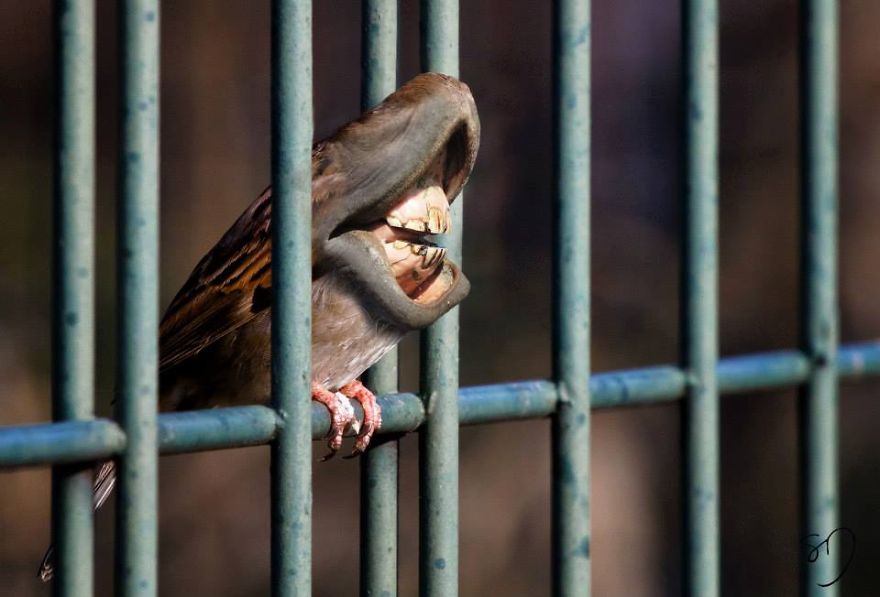 Big Mouth Birds: My Newest Series Of Hybrid Animals