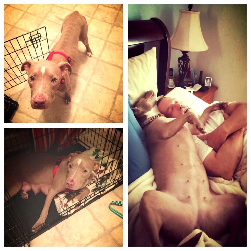 Annabelle: Dumped On The Streets And Now Teaching Her Human How To Sleep