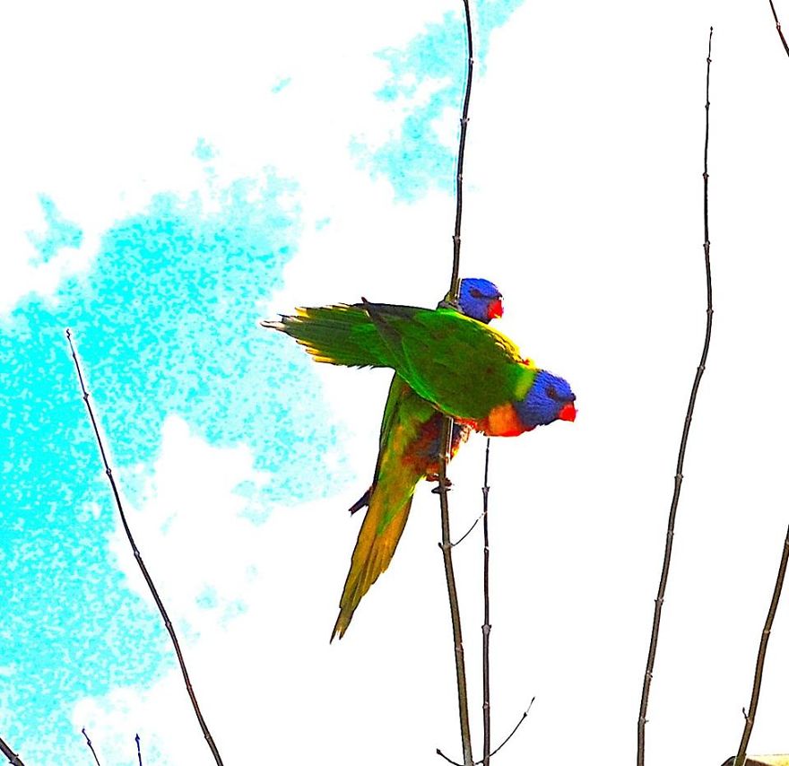 Australian Rainbow Lorikeets