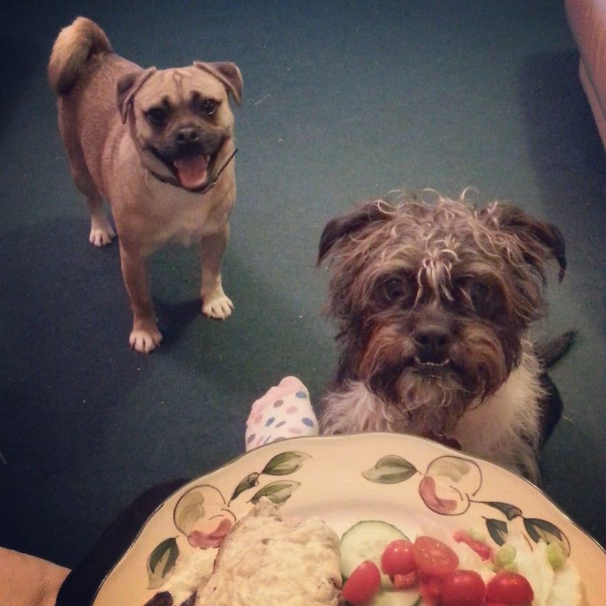 Supposedly Withdrawn & Timid Dog 10 Minutes After Arriving At Our Home (on The Left).