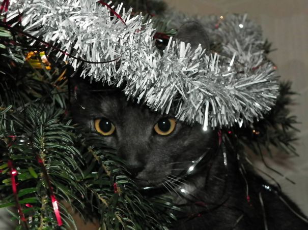 Pukius Knows How Handsome It Is !!!!!!