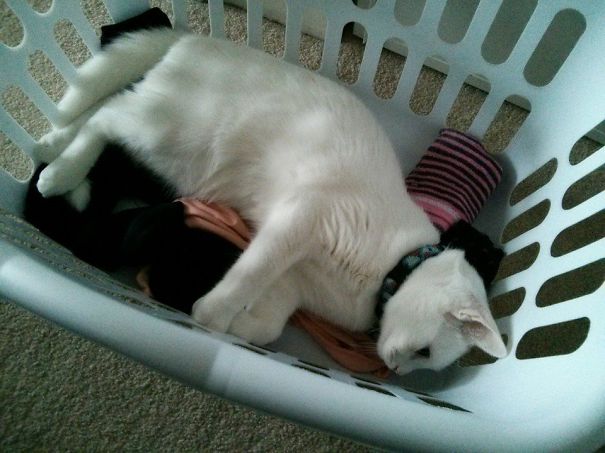 What? Clean Laundry? Must. Shed. Now.