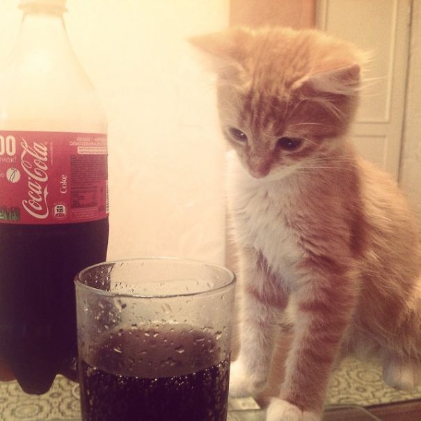 To Drink Or Not To Drink?