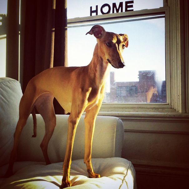 Fashion Advice From Iggy Joey Fashion Advice From Iggy Joey