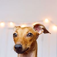 iggyjoey avatar