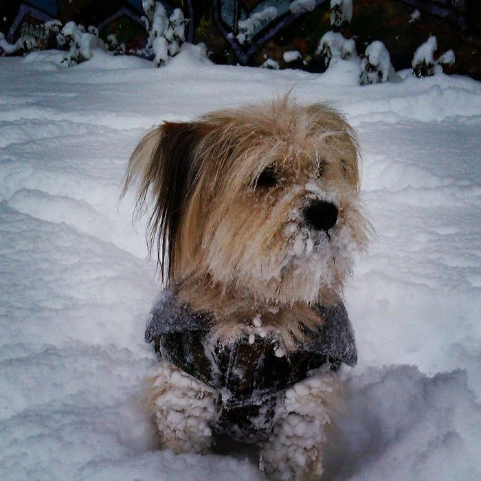 Medo's First Snow Adventure