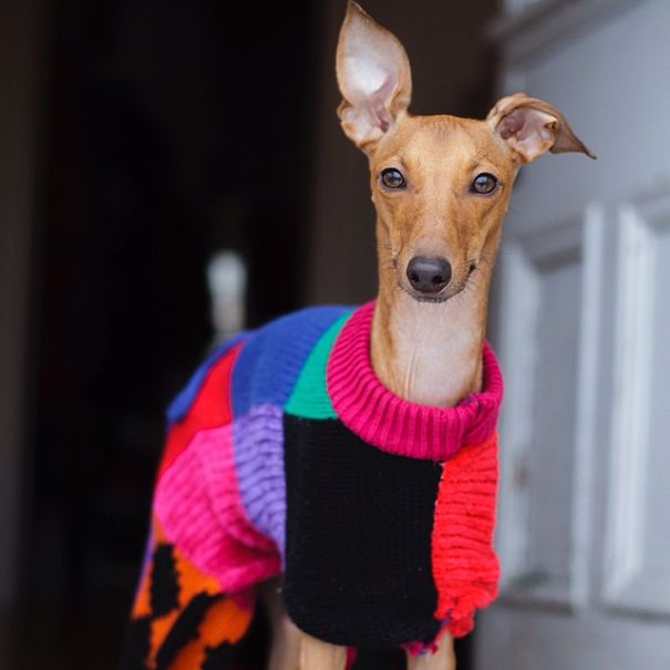 Fashion Advice From Iggy Joey Fashion Advice From Iggy Joey