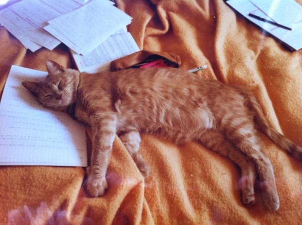 I Really Don't Care If You Fail Your Exam.