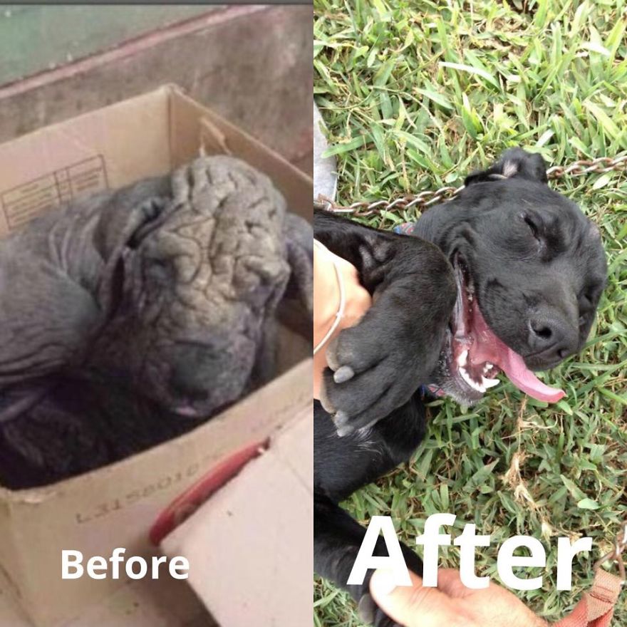 1 Year 2 Months After. My Son Since I Rescued Him, Otto