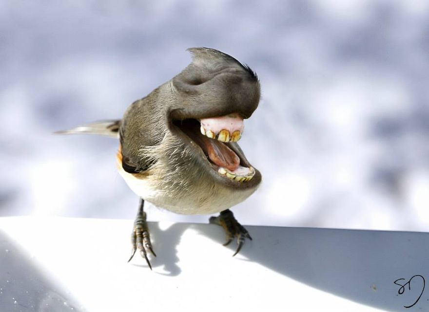 Big Mouth Birds: My Newest Series Of Hybrid Animals