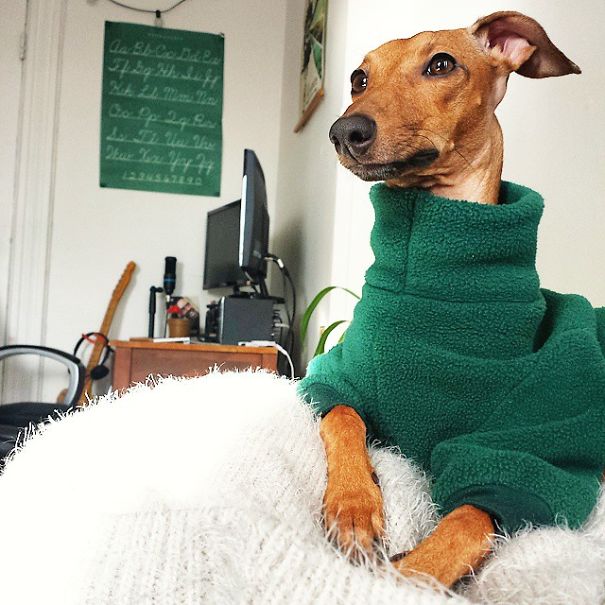 Fashion Advice From Iggy Joey Fashion Advice From Iggy Joey