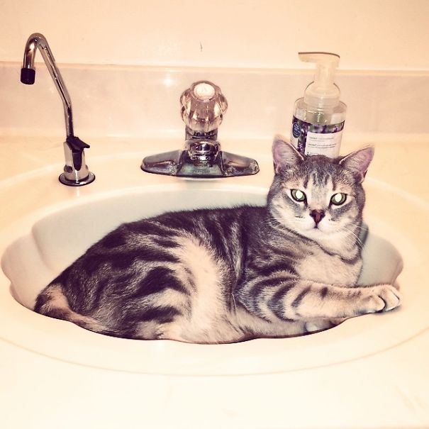 Can't You See I Am Taking A Nap Here? You Are Going To Have To Wait To Wash Your Hands Human.