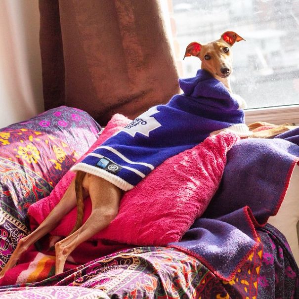 Fashion Advice From Iggy Joey Fashion Advice From Iggy Joey