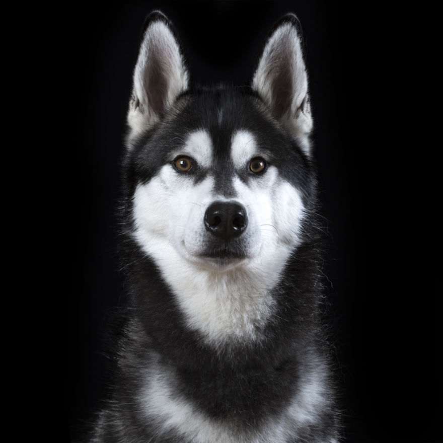 I Take Personal Portraits Of Dogs, Cats And Horses