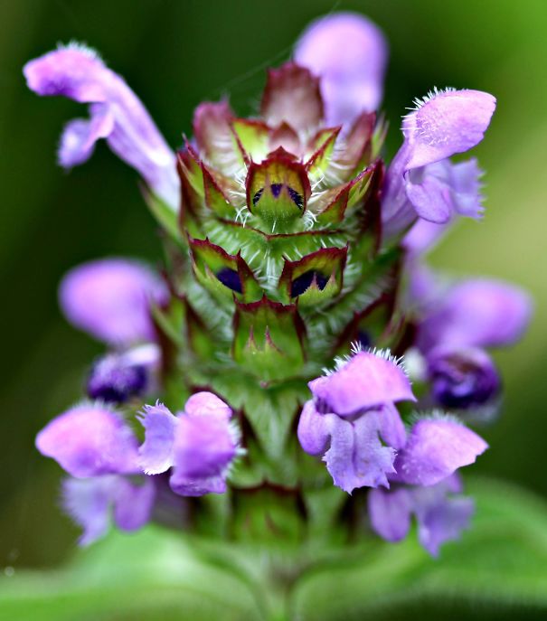 Angry Little Flower!