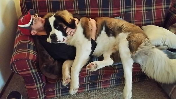 My Husband Is 6' 5". That Is Our Big Boy Windsor At 15 Months Old.