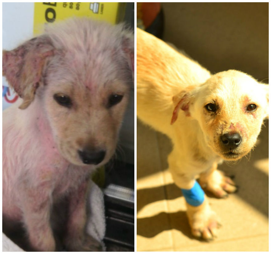 Vule Wolf, Happy Dog :)