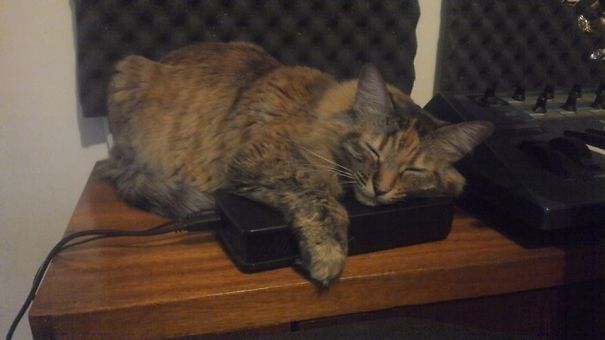 Hard Drive Cat, She's Got Back Up!