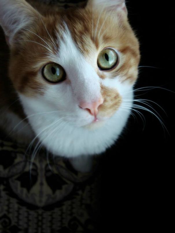 My Kitty Zayn:) Very Spoiled Indeed