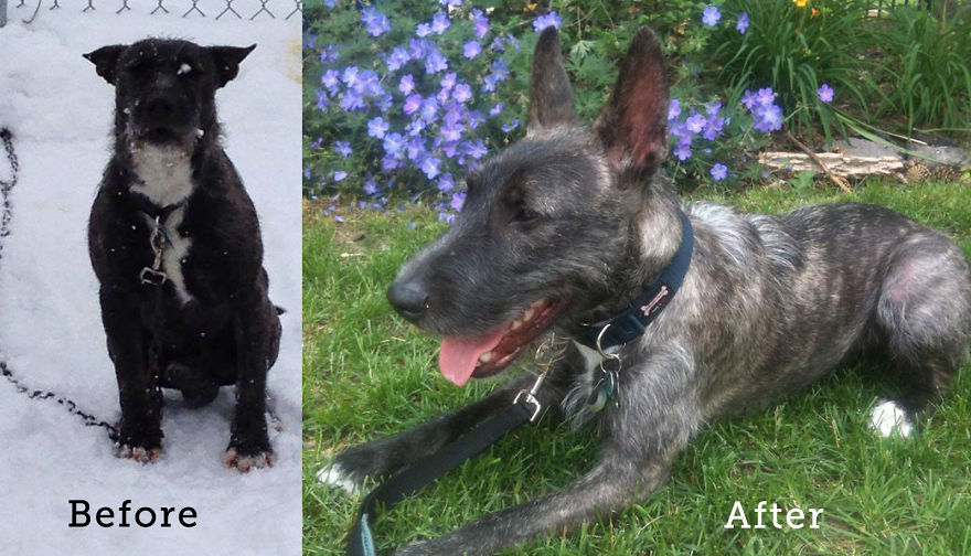 Baxter After 5 Months - Pulled From A Kill Selter With 24 Hrs To Spare