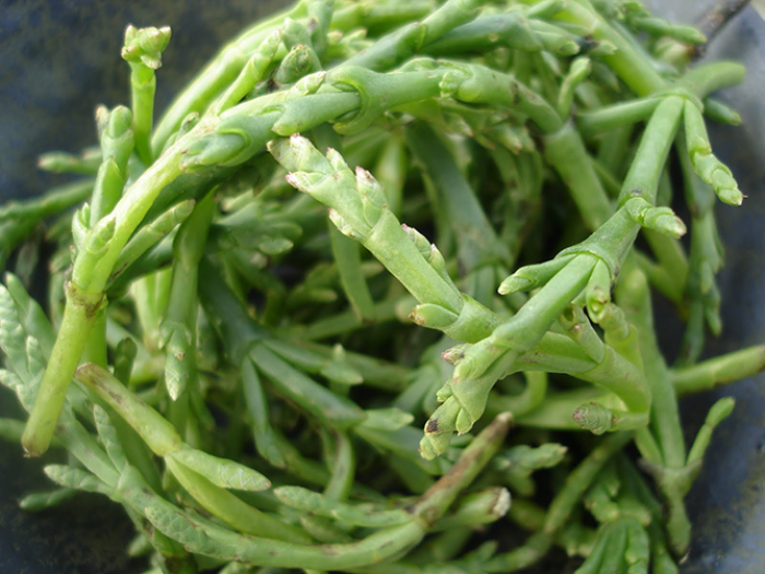 Samphire