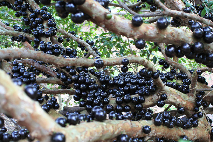 Jaboticaba