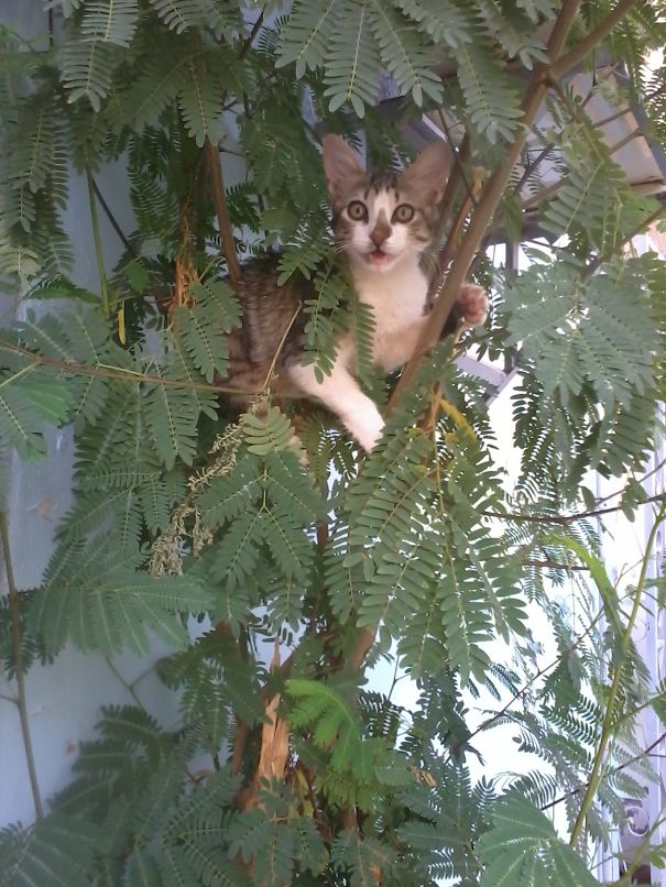 Don't Dare Think I'm Wing-less ...i Can Do It Hold On Im Getting The Proof