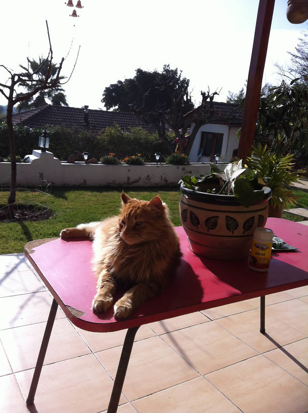 A Table For Your Juice? For You To Relax? In My Garden? Yeah.. Right
