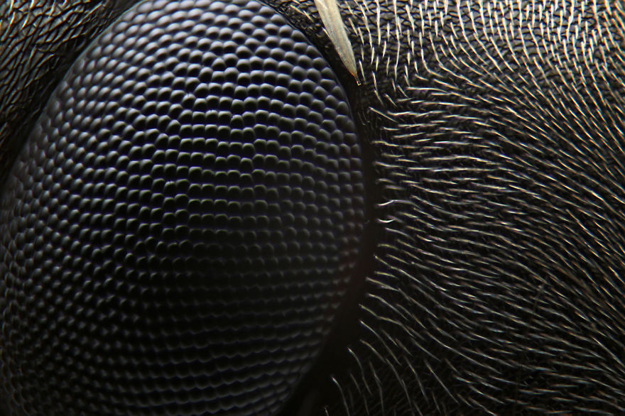 Ant Eye, Formica Sp.