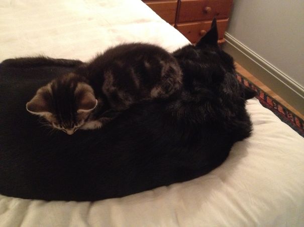 I Found A Use For The Dog!