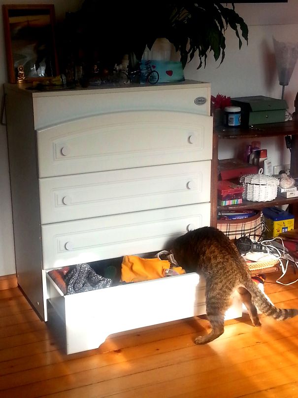 I'm Sure You're Hiding My Cat Food Between The Socks, Let Me Check Again! :d