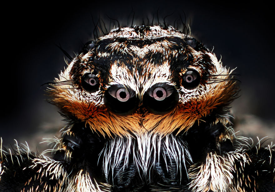 Jumping Spider; Platycryptus Undatus Jumping Spider Coventry Ct