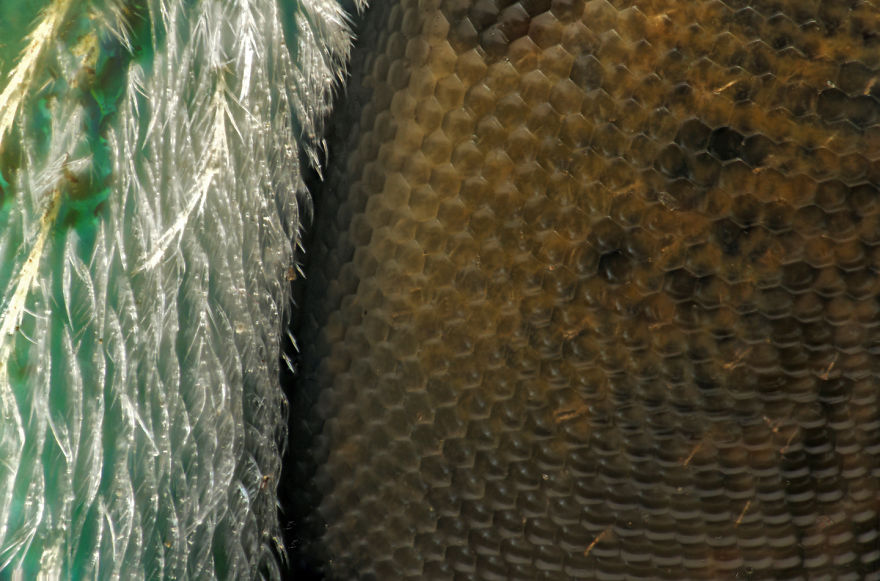 Eye Of A Bee; Agapostemon Sp. San Diego Co. Usa