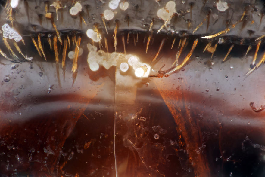 Pollen Grains On A Bumblebee's Mouth