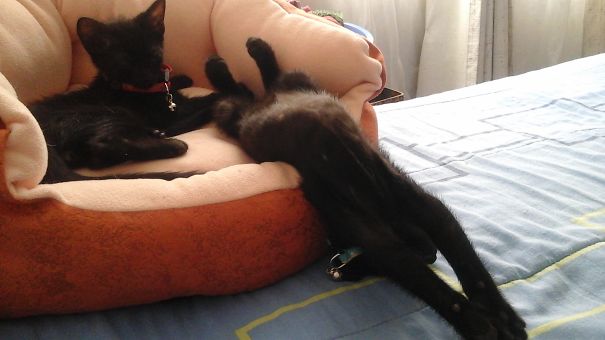 Am I Comfortable?! Of Course I A...zzzz