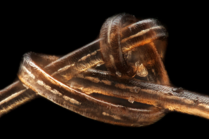 Knot Tied In Strand Of Blonde Hair