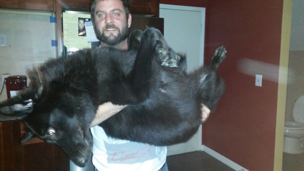 My 10 Month Old Shiloh Shepherd And I!