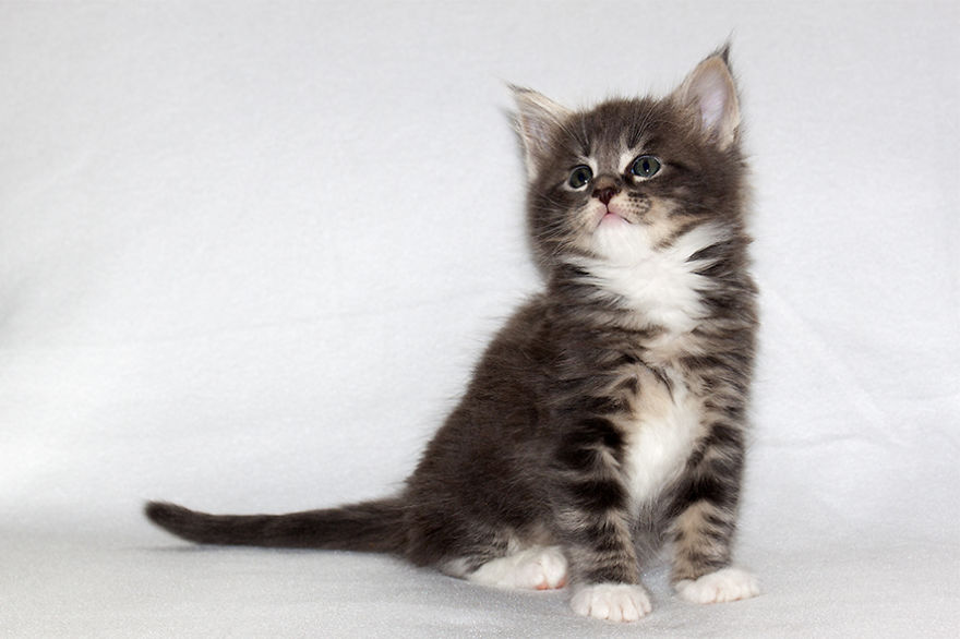 Maine Coon Kittens