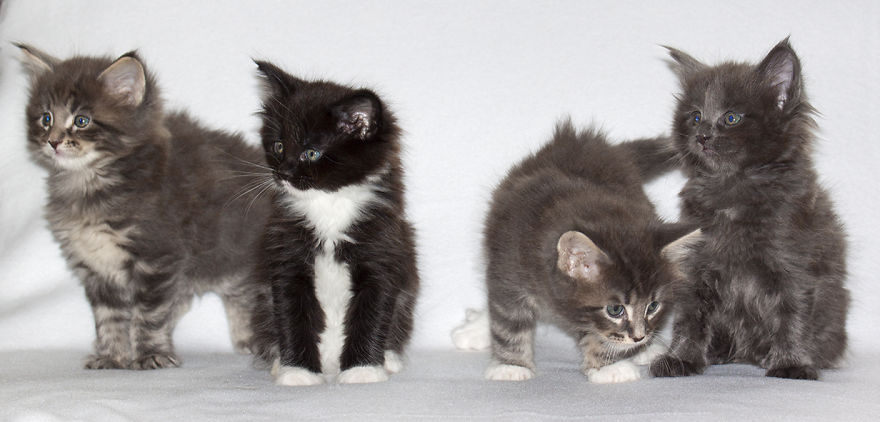 Maine Coon Kittens