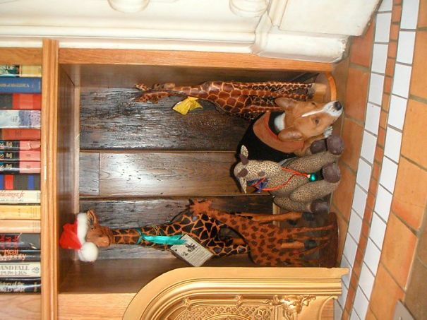 Hero Takes Refuge Among The Giraffes