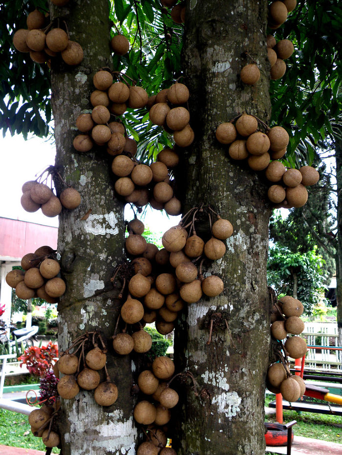 Kepel (stelechocarpus Burahol)