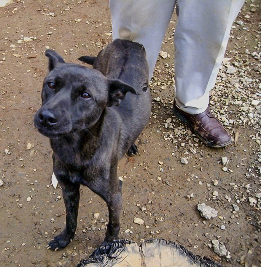 Rescued From The Streets Of Taiwan - Reginald