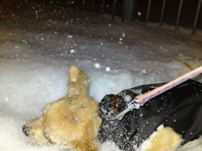 Chihuahua Puppy Kizsa. Shake, Shake, Shake Senora!