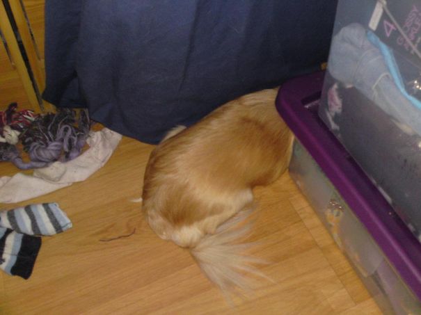 My Chihuahua Kizsa Pushing Through To Be Nosy. This Was As Far As She'd Got.