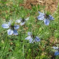 allison_smith_94617 avatar