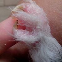 ivanawong2006 avatar