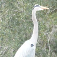 terre_tulsiak avatar